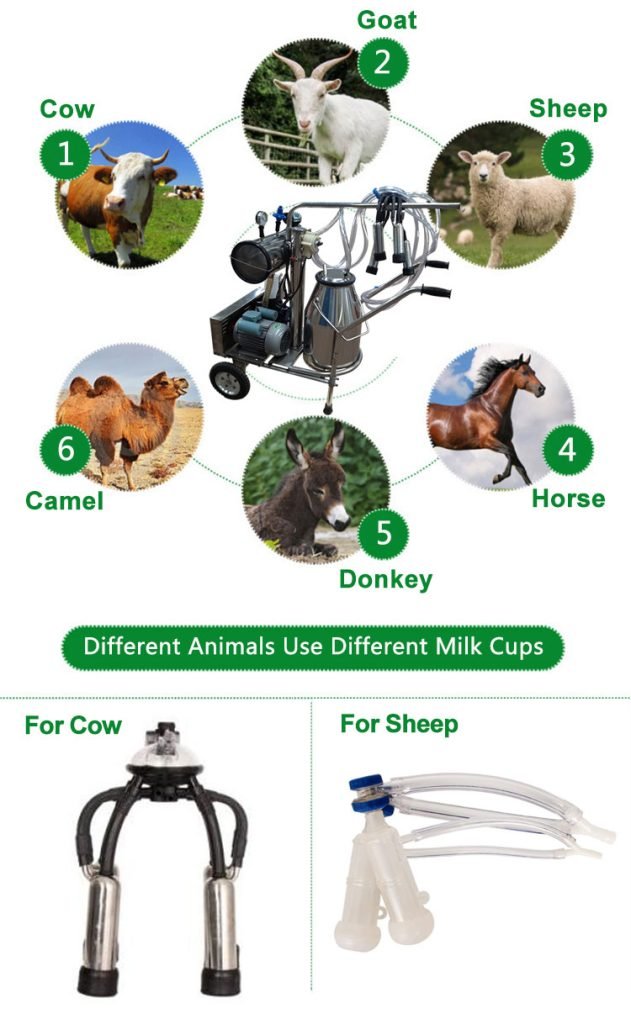 Why Small Dairy Farms Need Milking Machines - Agricultural Machinery（images 1）