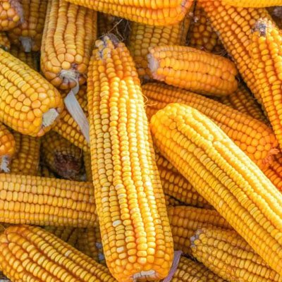 Grass Chopper Combined Grinding Machine - Agricultural Machinery（images 16）