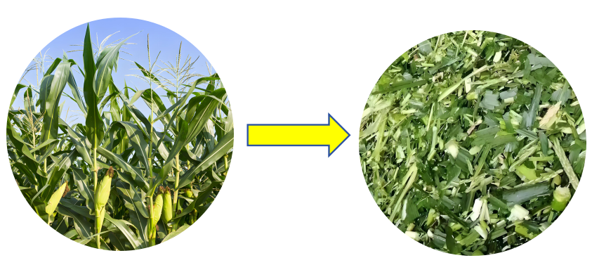 Why is Silage Chopper Grain Grinder Machine So Popular? - Agricultural Machinery（images 5）