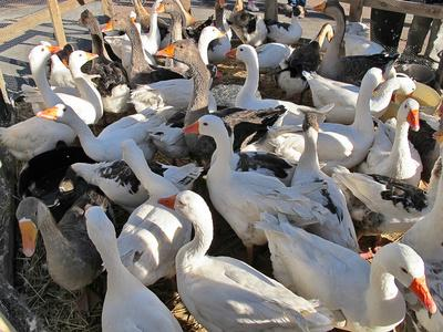 Feed Formula for Laying Ducks - Agricultural Machinery（images 1）